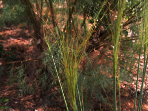 Vivers Càrex - Stipa capillata 